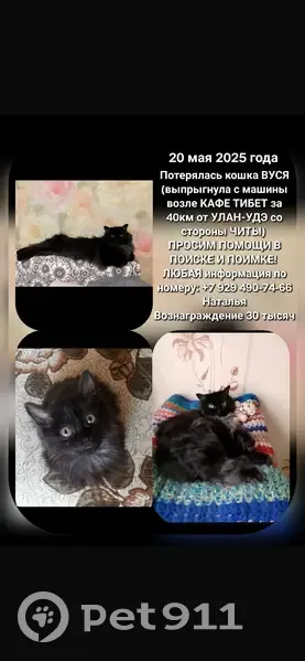 Пропала кошка у кафе «Тибет», 30 км до Улан-Удэ - photo