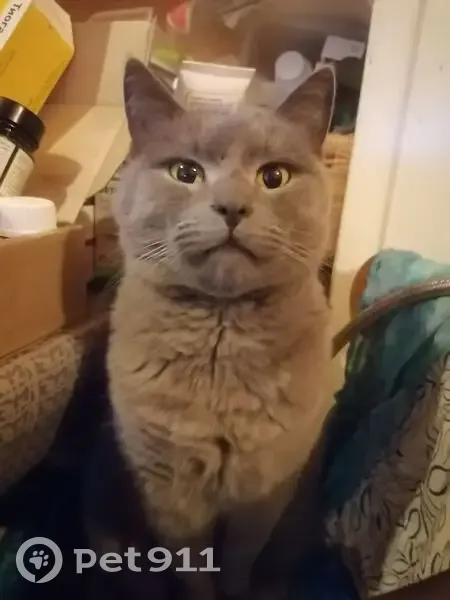 Пропала серая кошка, Ленина, Электрогорск - photo