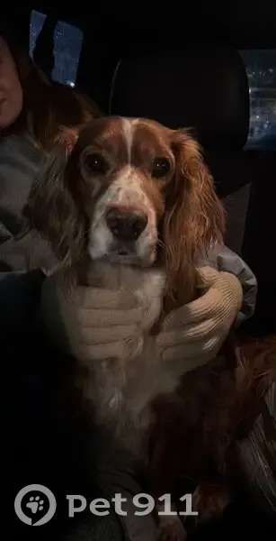 Спаниель найден: пр. Октября, 93, Уфа - photo