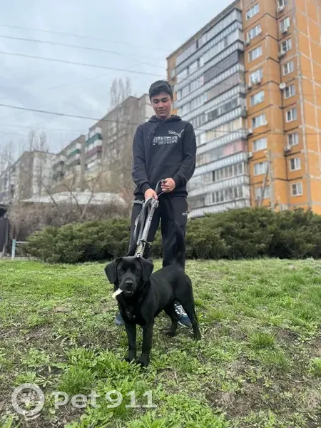 Пропала собака в г. Липецк, Липецкая обл. - photo