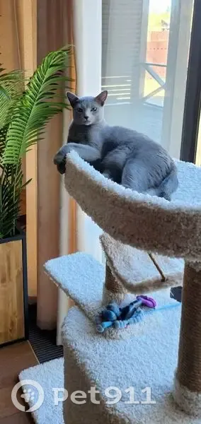 Пропала русская голубая, Успенское - photo