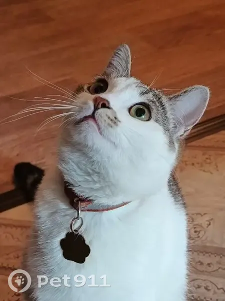 Пропала кошка, Краснофлотская 24, Птз - photo