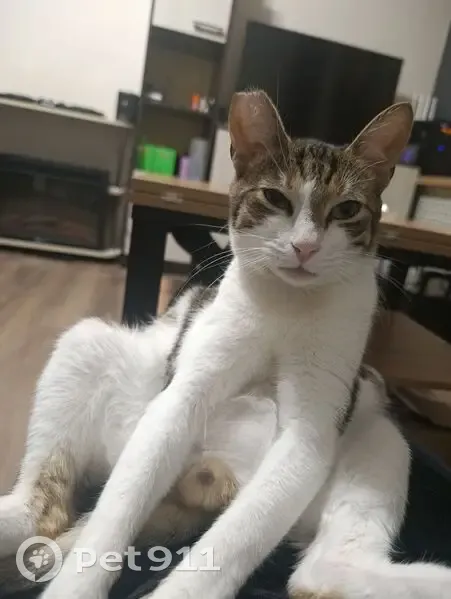 Пропал кот, Берёзовая ул. 19, Калининград - photo