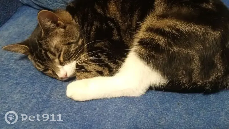 Пропала кошка, Железнодорожная 50, Пушкин - photo