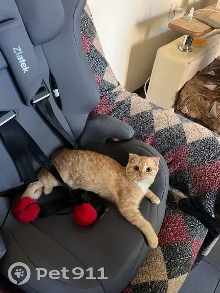 Пропала кошка, ул. Красных Зорь, 76 - photo