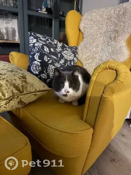 Пропала кошка, Шопино, Белгородская обл. - photo