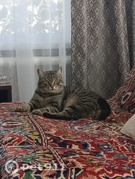 Пропала кошка, Уфимская ул. 9, Новосиб. - photo