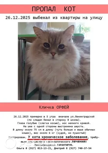 Пропал кот Орфей, Ленинградская, 4 - photo