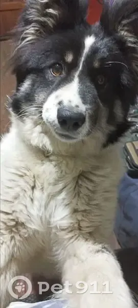 Пропала собака, Белогорск, Амурская обл. - photo