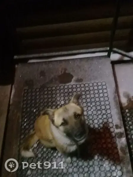 Пропала собака, Улан-Удэ, Бурятия - photo