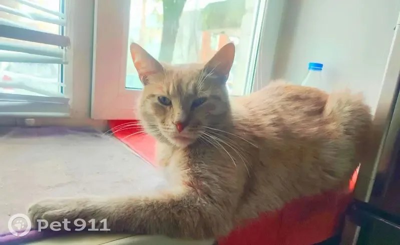 Пропала кошка, Пушкино, Добролюбовский 2/11 - photo