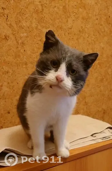 Кошка найдена: Лесная 1, Надеждинское - photo