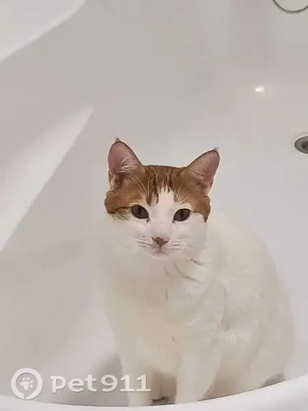 Пропала белая кошка, Любимый пер., 3 - photo