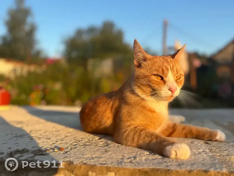 Пропала рыжая кошка, Лесная 12, Мстихино - photo