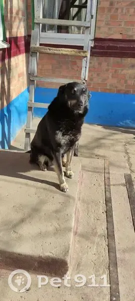 Пропала собака Амур, Самбек, Кооперативная - photo