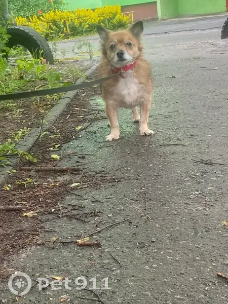 Пропала рыжая собачка, Школьная 10, Никольское - photo