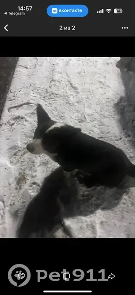 Пропала собака, Ейск, ул. Кошевого, 49 - photo