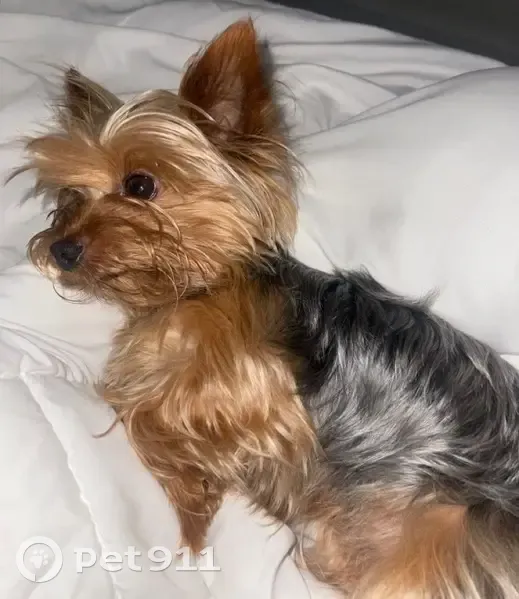 Пропала собака, Новосёловская ул., Белореченск - photo