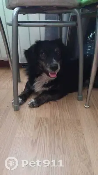 Пропала собака, Трубная ул. 23 с1, Москва - photo