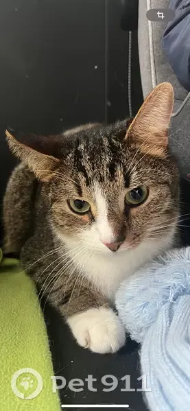 Пропала кошка, ул. Белова, Онуфриево - photo