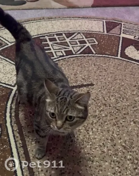 Пропала кошка, Еловой проезд 8, Тула - photo