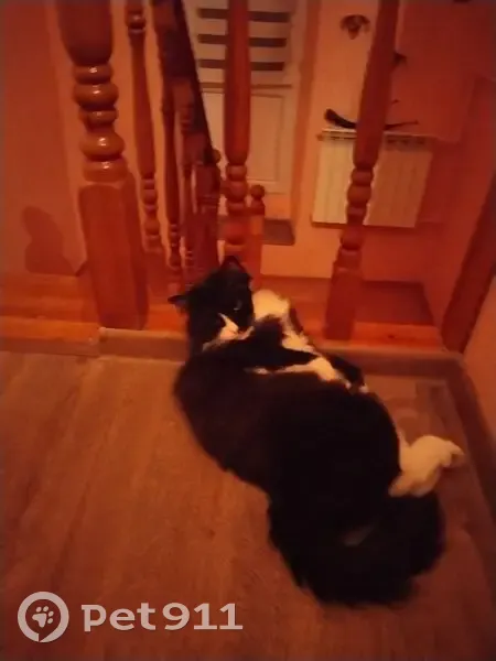 Пропала кошка, ул. Маркина 64, Тепличный - photo