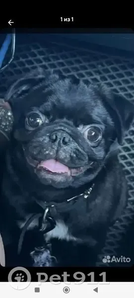 Пропала собака, наб. Леонова, 18, Балаково - photo