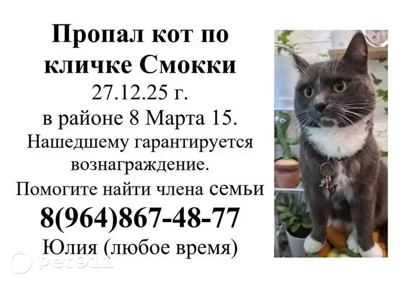 Пропала кошка, ул. 8 Марта, 15 - photo
