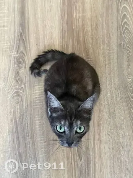 Пропала кошка, ул. Крауля 76, Екб - photo