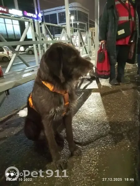 Собака найдена на Брюсова, Краснодар - photo
