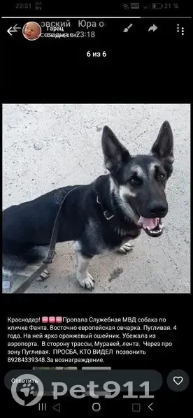 Пропала собака, ул. Фадеева, Краснодар - photo