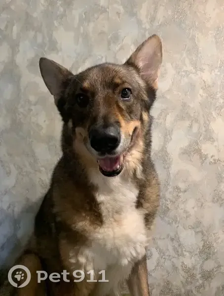 Пропала собака в районе ул. Калинина, Уфа - photo