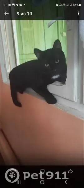 Пропала кошка, Центральная ул. 2, Семёновка - photo