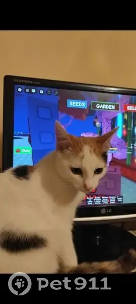 Пропала кошка, Фестивальная ул., Козулька - photo