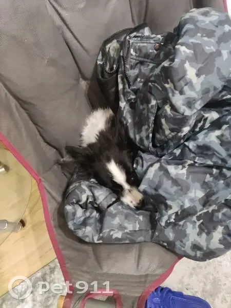 Пропала собака, Бакинская ул., Пенза - photo