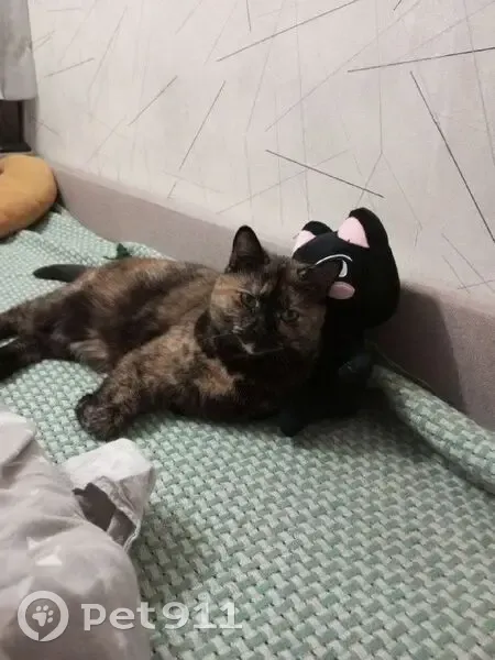 Пропала кошка Вася, Отрадная, Кемерово - photo