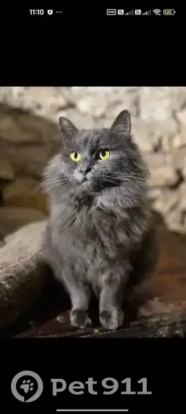 Пропала кошка, Первомайская 2А, Электросталь - photo