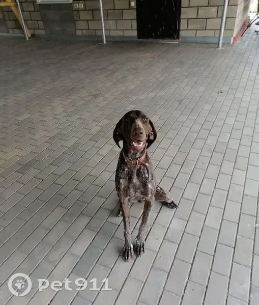 Пропала собака у мясокомбината, 03Н-227 - photo