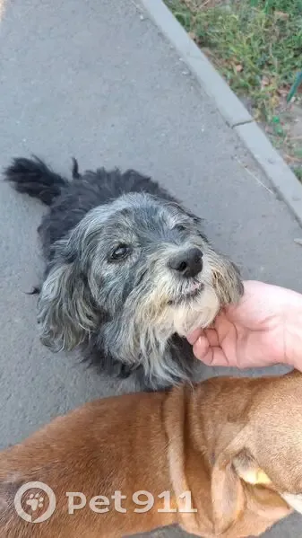 Пропала собака, Неклиновская ул., Ростов-на-Дону - photo