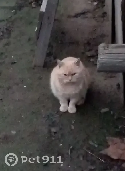 Пропала кошка в Краснослободске - photo