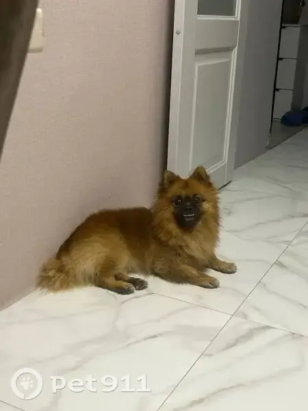 Пропала собака на ул. Баумана, 51, Екат. - photo