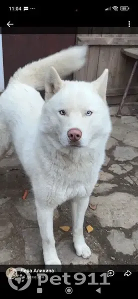 Пропала собака, Пермь, ул. Сорокинская, 54А - photo