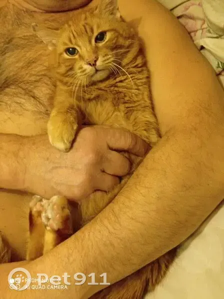 Кошка в гараже на Климасенко, 15, Новокузнецк - photo