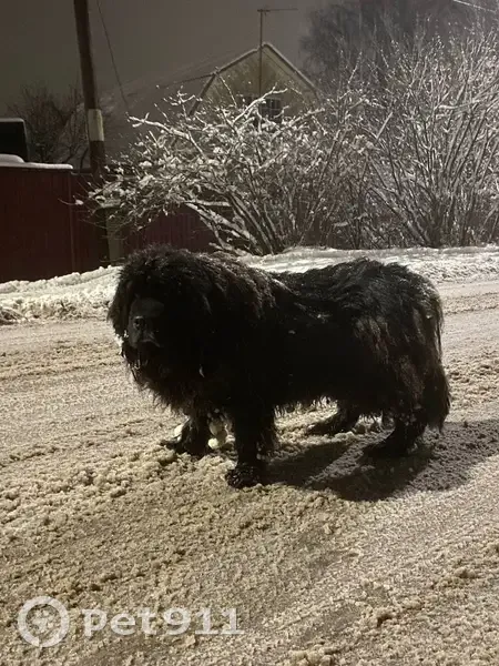 Пропала собака, Манихино, Снегири МО - photo