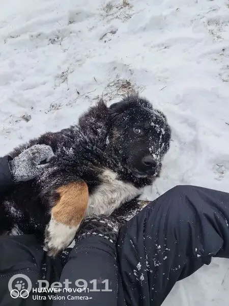 Пропала собака, ул. Приморского Комсомола - photo