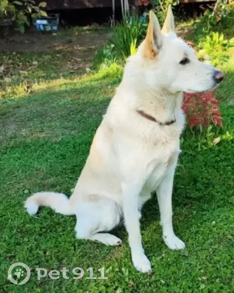 Пропала собака, ул. Черняховского, 49 - photo