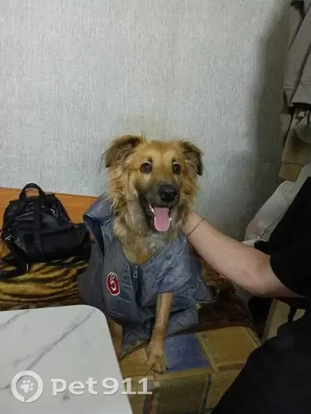 Пропала собака, Коммунальная 45, Псков - photo