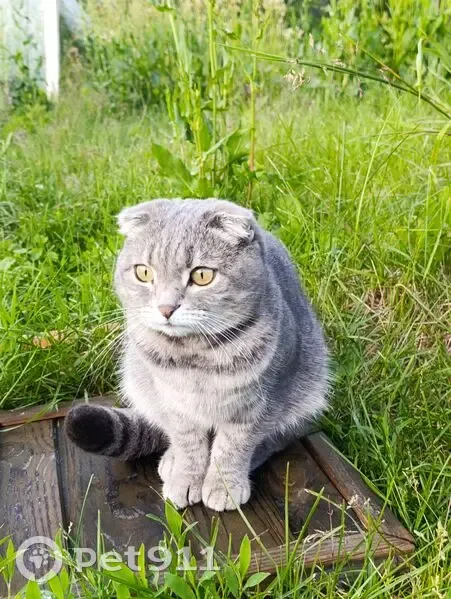 Пропала кошка, Больничная ул., 2, Вад - photo