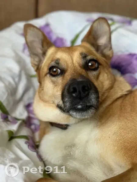 Пропала собака на ул. Куйбышева, 32, Рузаевка - photo