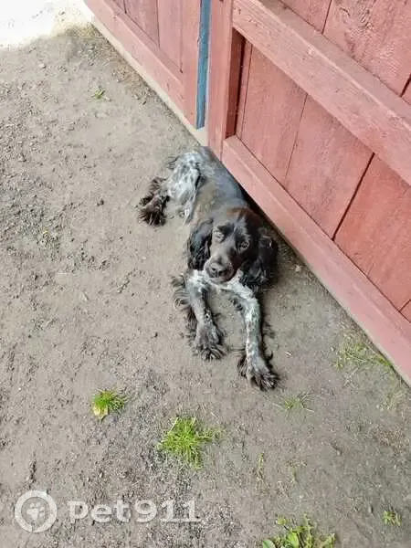 Пропала собака, Большая Рига, Курганская обл. - photo